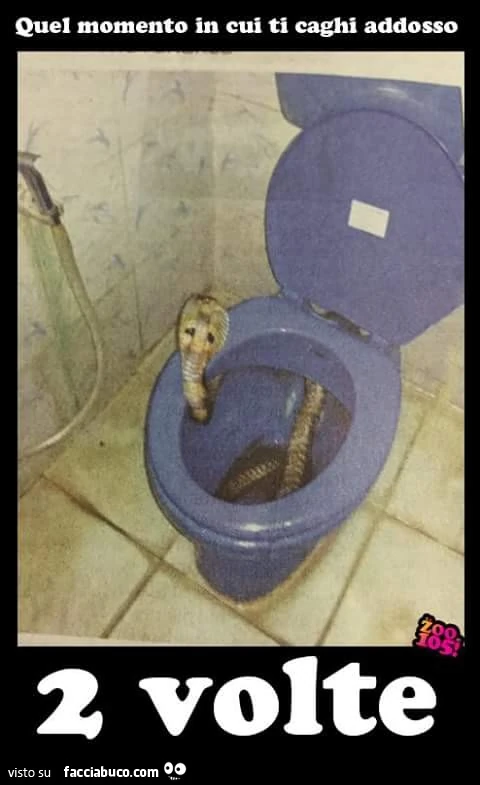 Cobra nel cesso. Quel momento in cui ti caghi addosso 2 volte