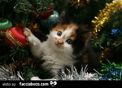 Il gattino gioca con l'albero di natale