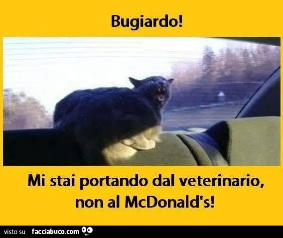 Gatto inferocito: Bugiardo! Mi stai portando dal veterinario, non al McDonald's