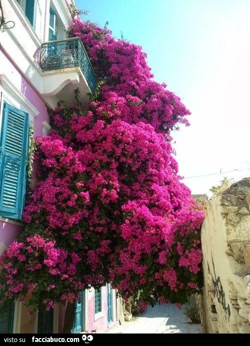 Fiori rosa dal balcone, invadono tutto il palazzo fino alla strada