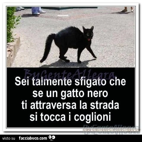 sei talmente sfigato che se un gatto nero ti attraversa la strada si tocca i coglioni