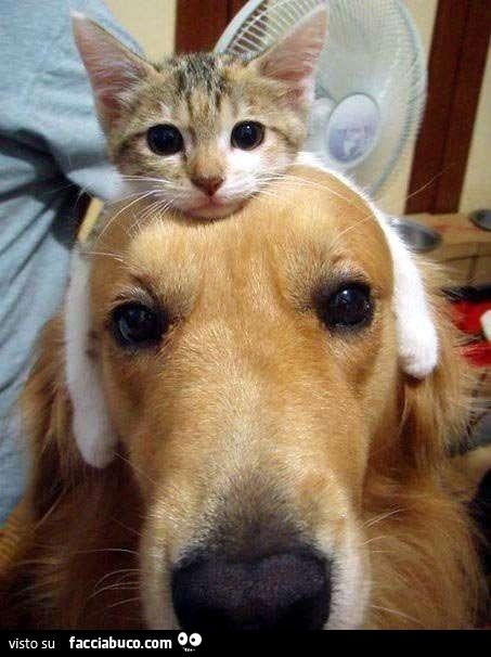 gatto accucciato sopra la testa di un cane