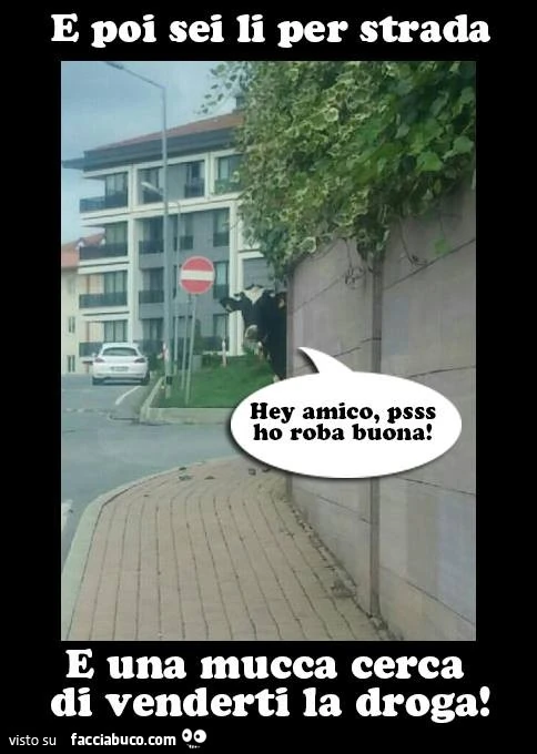 E poi sei li per strada e una mucca cerca di venderti la droga