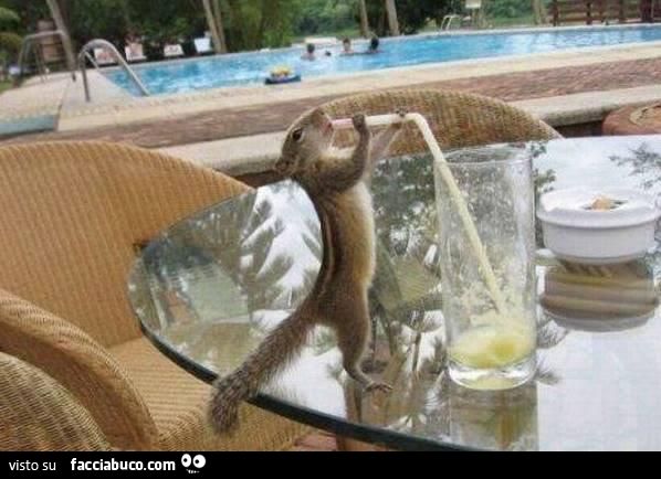 scoiattolo beve drink con cannuccia