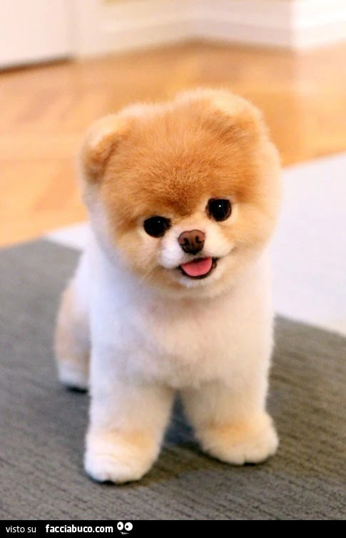Cane che sembra un peluche