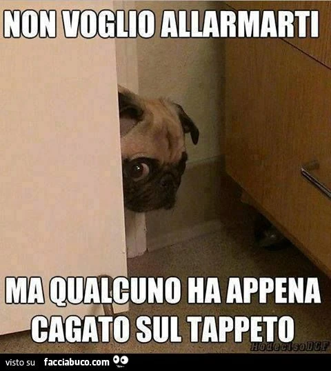cagnolino: non voglio allarmarti, ma qualcuno ha appena cagato sul tappeto