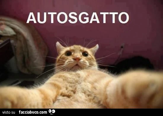 Autosgatto