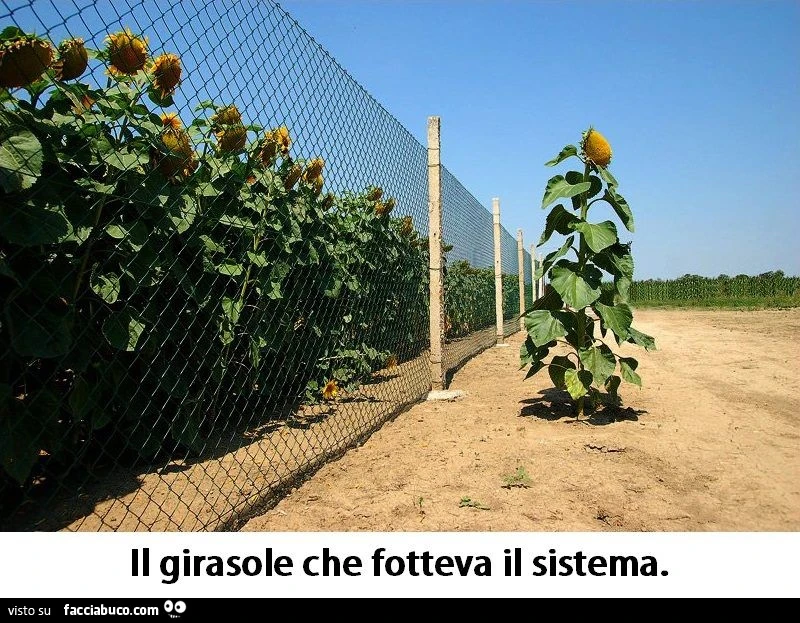 Il girasole che fotteva il sistema