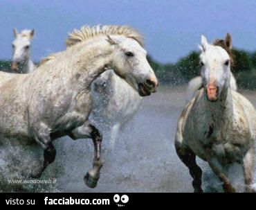 Cavalli imbizzarriti nell'acqua