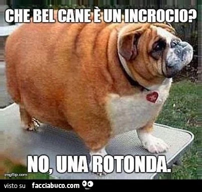 Che bel cane, è un incrocio? No, una rotonda