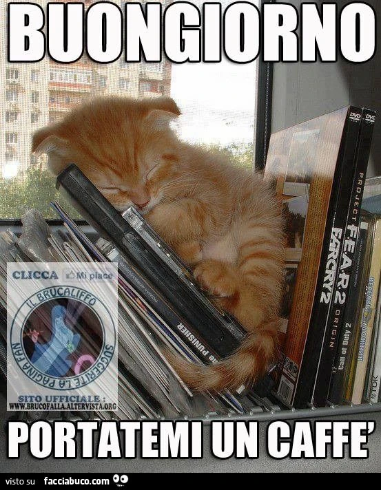 Gattino tra i cd, buongiorno portatemi un caffè
