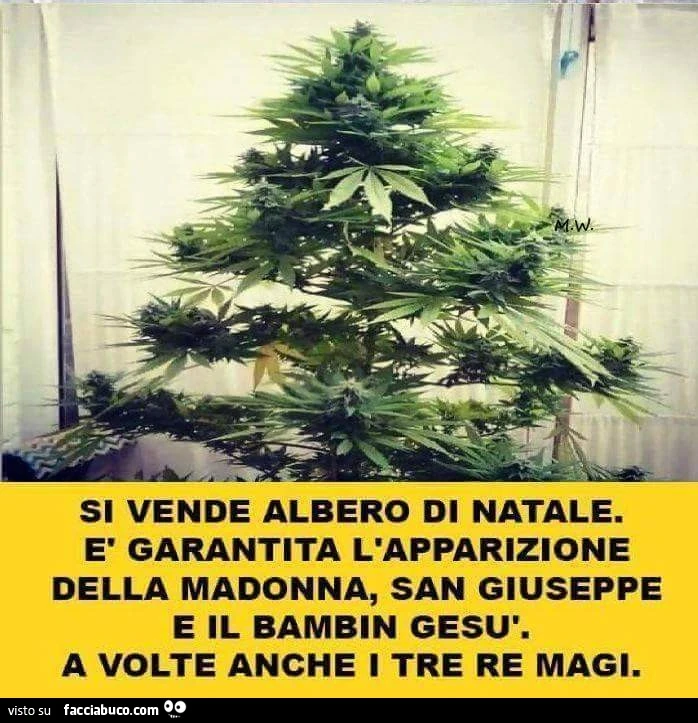 Si vende albero di natale. È Garantita l'apparizione della Madonna, San Giuseppe e il bambin Gesù. A volte anche i tre re magi