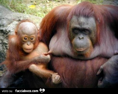 Cucciolo di gorilla tira capezzolo alla mamma gorilla