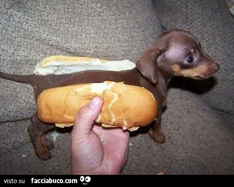 5315343009-piccolo-e-tenero-bassotto-dentro-un-panino-hot-dog-un-hot-dog_a.jpg