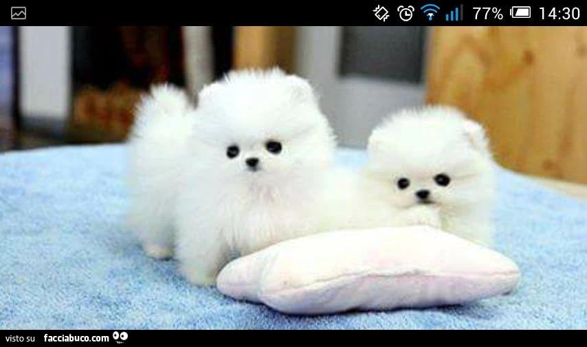Spitz Nano Pomerania o Spitz Tedesco Nano