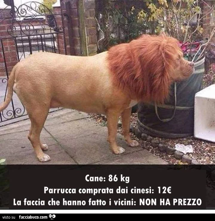 Cane 86 kg, parrucca comprata dai cinesi 12 euro, la faccia che hanno fatto i vicini: NON HA PREZZO