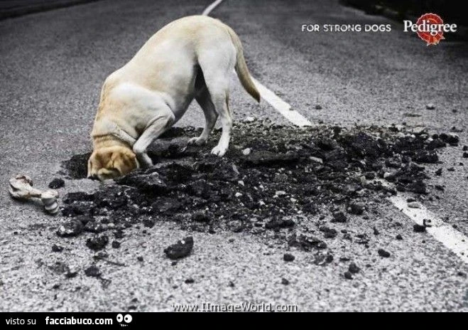 cibo per cani forti... pedigree adv spot