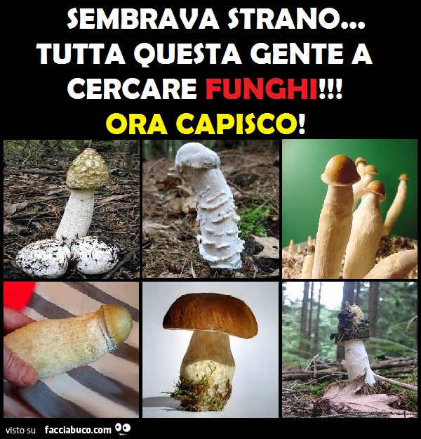 Sembrava strano tutta questa gente a cercare funghi! Ora capisco