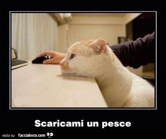 Il gatto con la testa sulla scrivania fissa il notebook. Scaricami un pesce