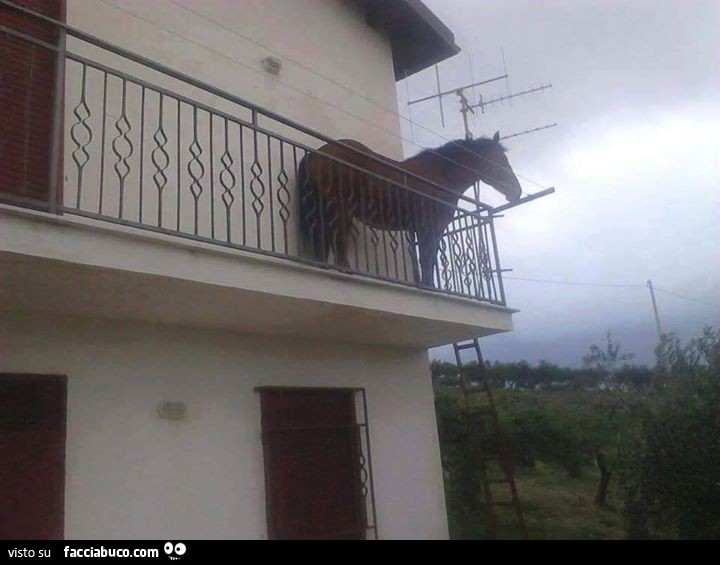 Cavallo sul balcone