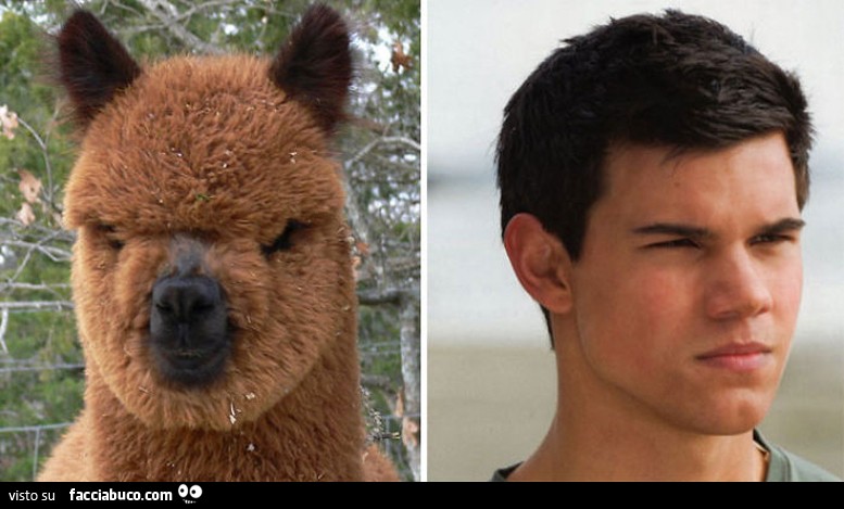 Jacob Black di Twilight (Taylor Lautner) come un lama peloso