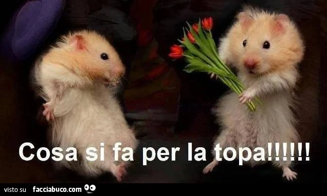 Cosa si fa per la topa