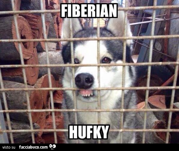 Fiberian Hufky