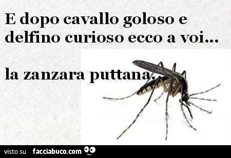 E dopo cavallo goloso e delfino curioso ecco a voi la zanzara puttana