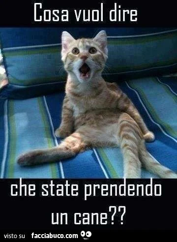Cosa vuol dire che state prendendo un cane??