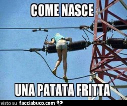 Vaccata
