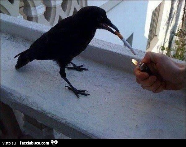il corvo fuma