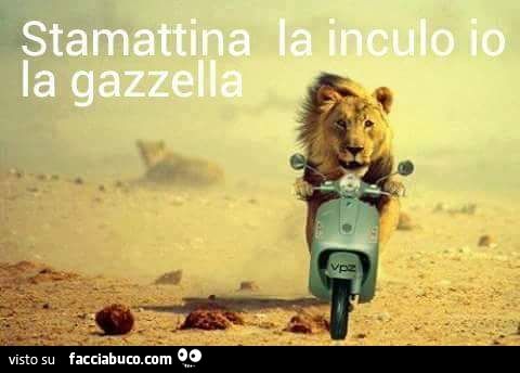 Stamattina la inculo io la gazzella