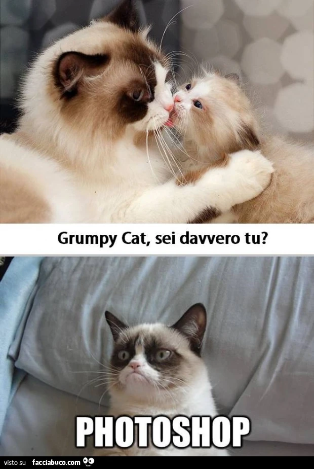 Grumpy Cat, sei davvero tu? Photoshop