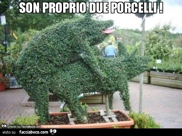 Son proprio due porcelli