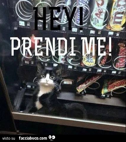 Il gattino chiuso dentro il distributore di snack: hey prendi me!