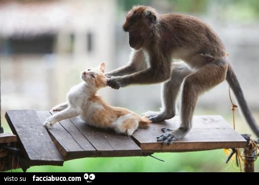babuino tira per le orecchie un micetto