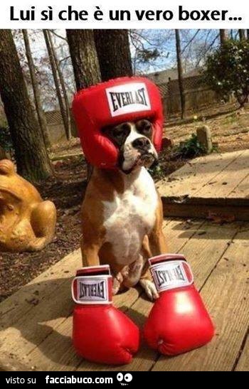Lui si che è un vero boxer