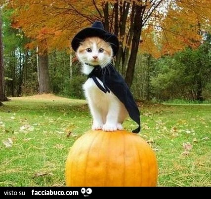 Il gatto con il cappello da strega e il mantello