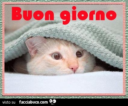 Gatto sotto la coperta: buon giorno