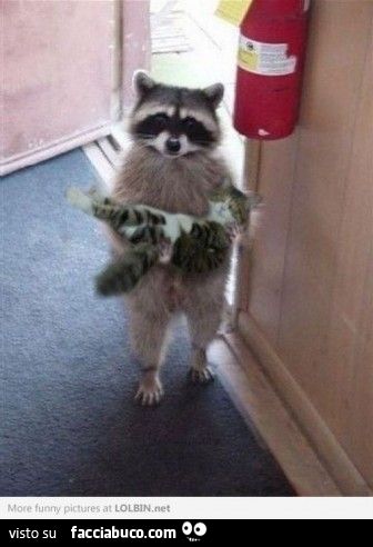 Il procione porta dentro il gatto
