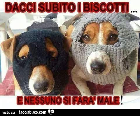 Cani col passamontagna: dacci subito i biscotti e nessuno si farà male