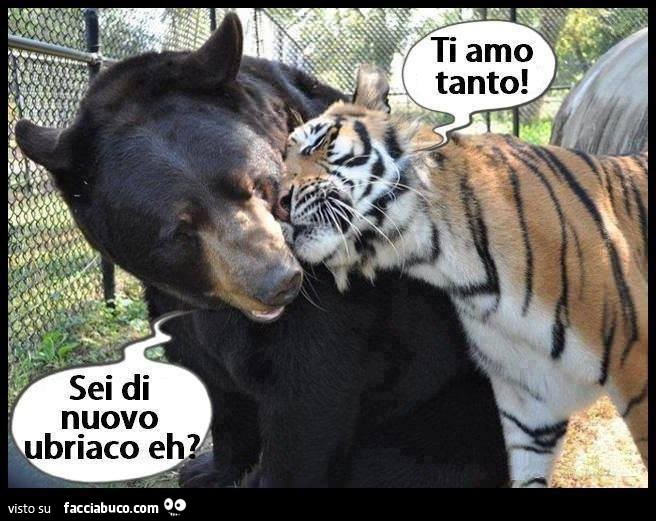 La tigre all'orso: ti amo tanto! Sei di nuovo ubriaco eh?