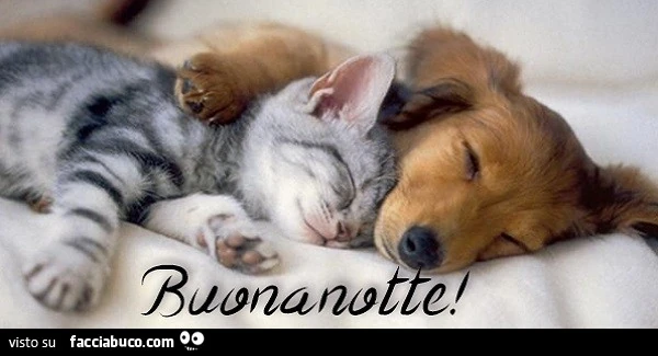 Cane e gatto dormono assieme. Buonanotte