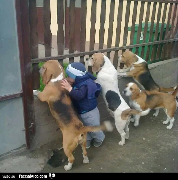 Bimbo assieme ai cani alla staccionata