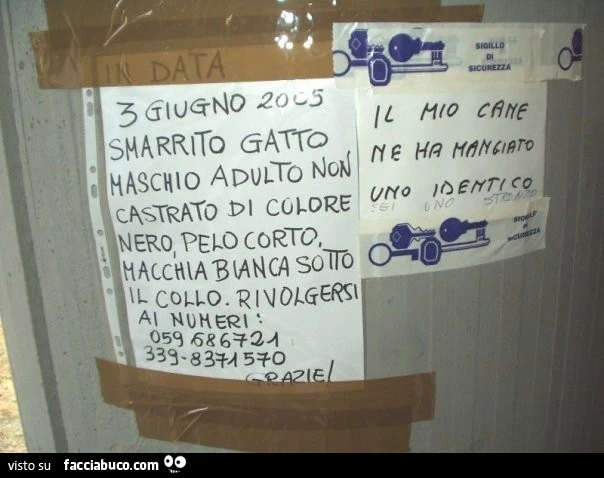 Smarrito gatto maschio adulto non castrato di colore nero. Il mio cane ne ha mangiato uno identico