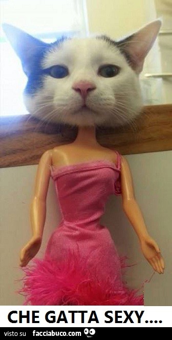Che gatta sexy