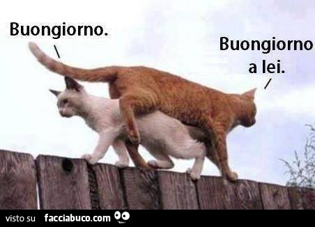 Gatti sulla staccionata passano uno sopra l'altro. Buongiorno. Buongiorno a lei