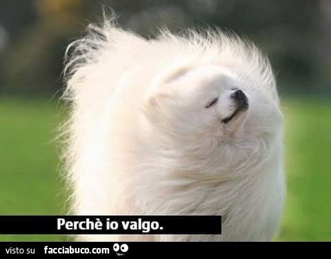 Il cane smuove la sua chioma come lo spot della L'Oreal: perchè io valgo