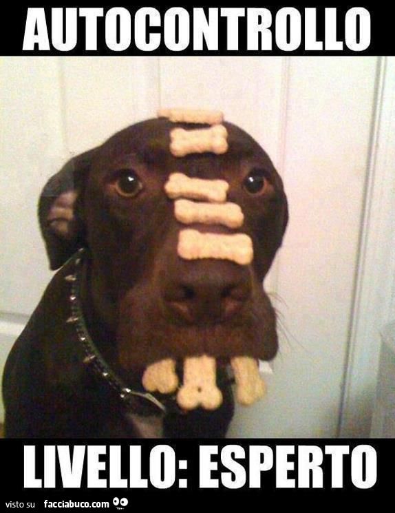 cane autocontrollo livello esperto tiene tanti biscottini in bocca senza mangiarli