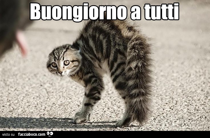 Gatto Arrabbiato Buongiorno A Tutti Facciabucocom